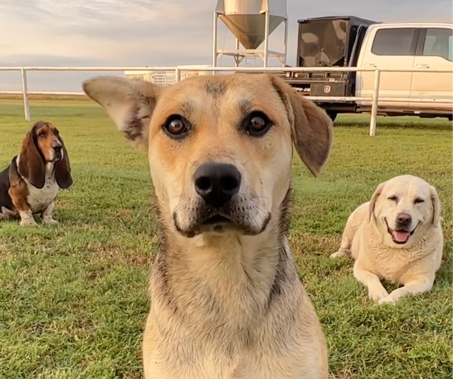 A Four-Legged Browns Fan Club!