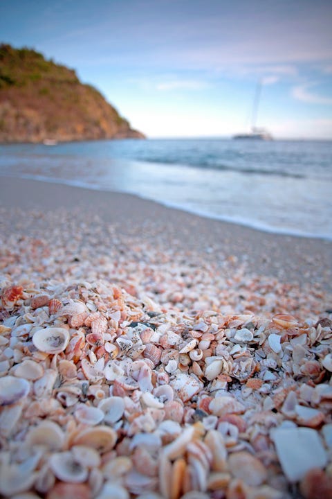 shell beach st barts shell beach st barts