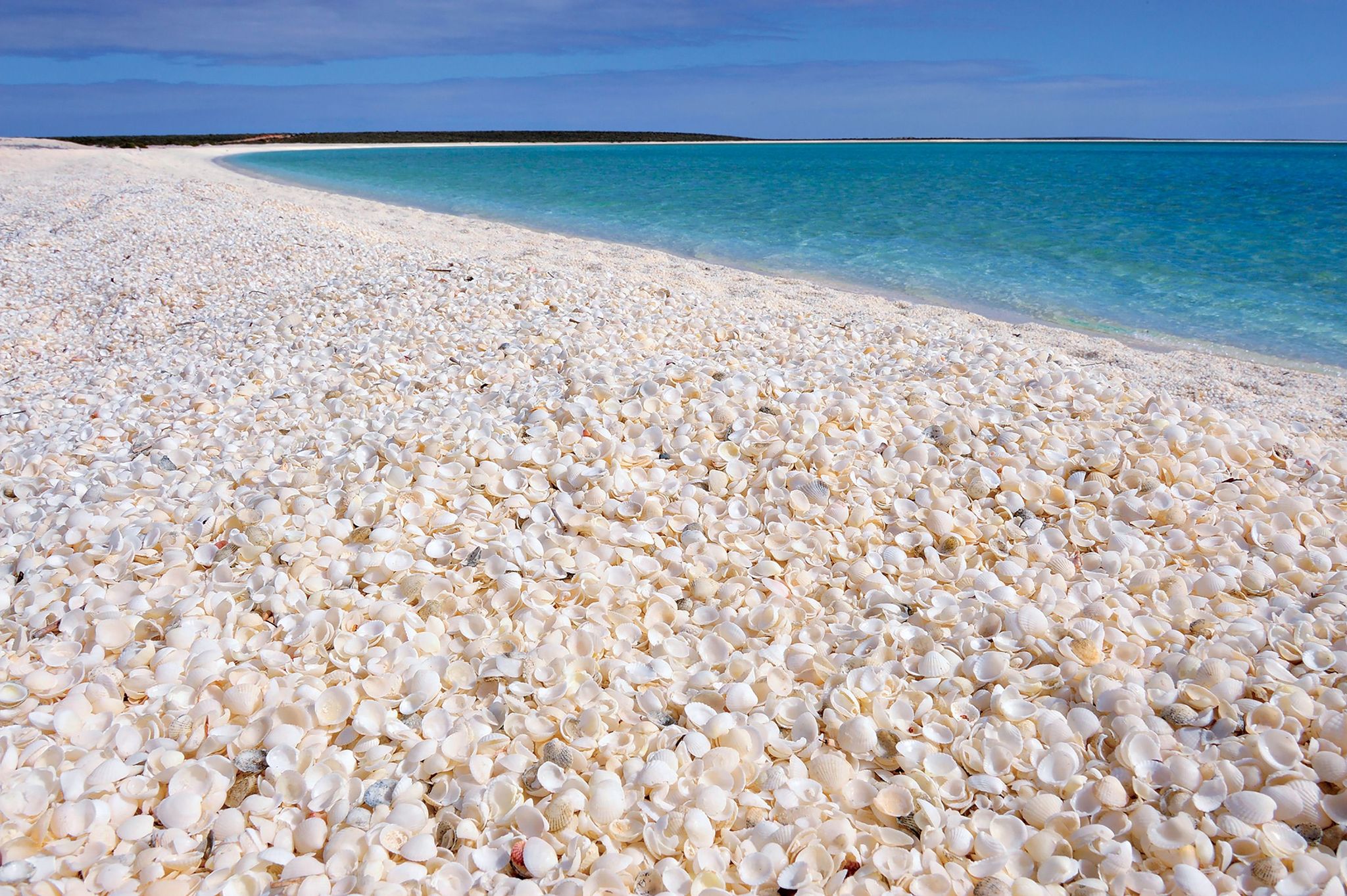 Duizenden witte schelpjes vormen het strand van Shark Bay in WestAustrali