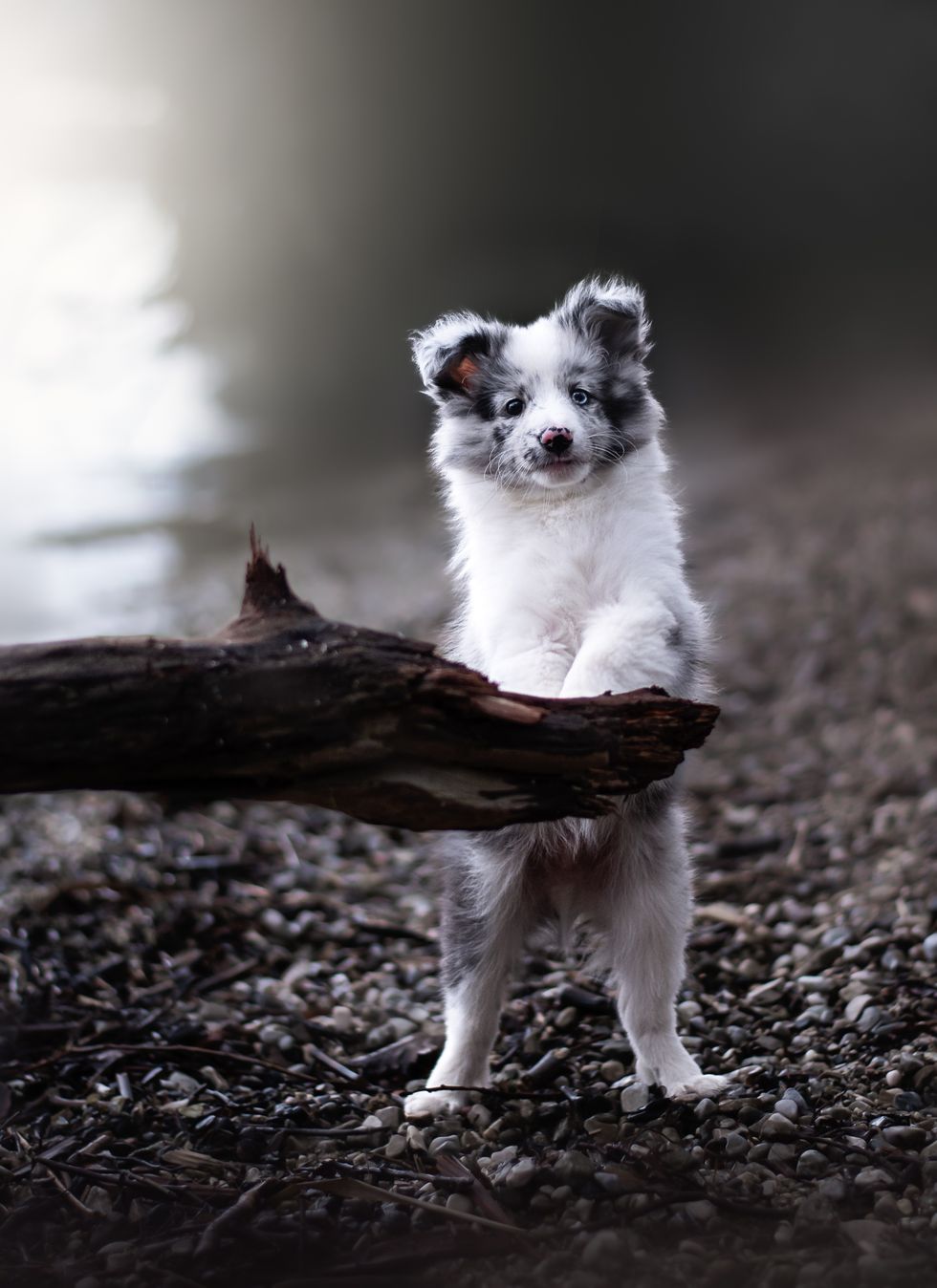 sheltland sheepdog puppy standing up on hind legs against a log