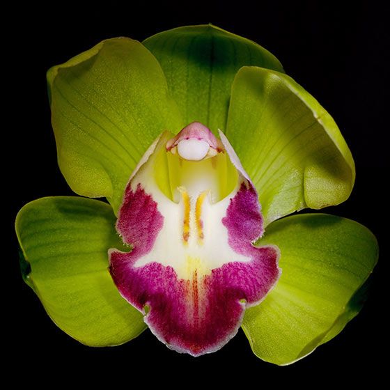 Shenzhen Nongke Orchid - BillyOh.com