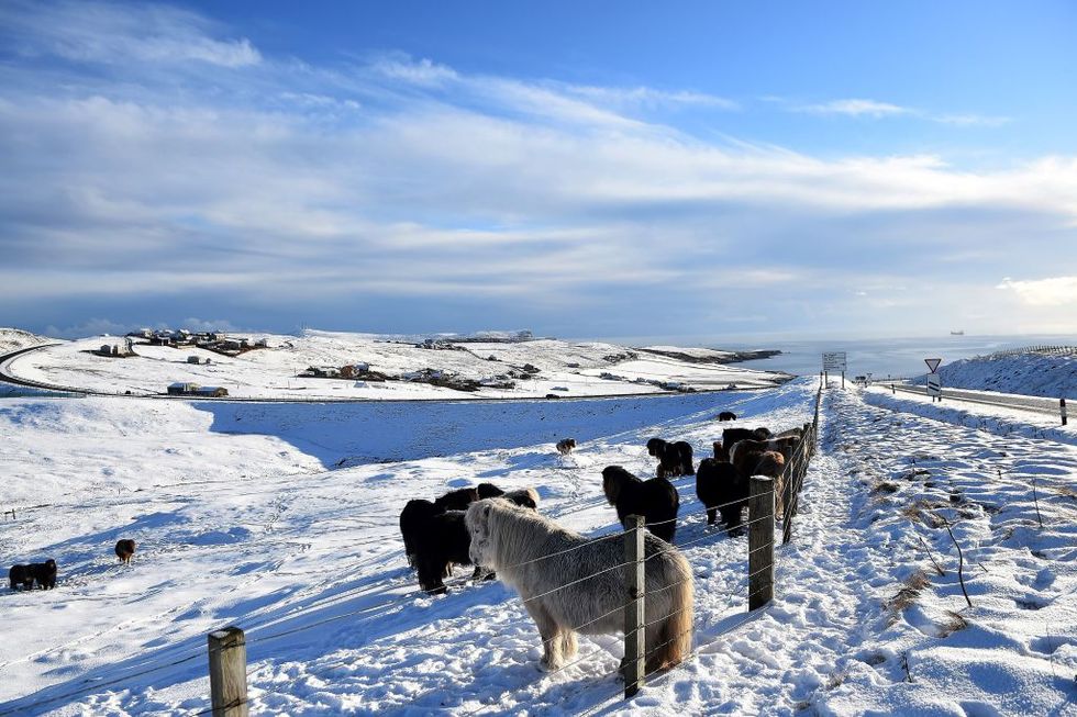 Shetland ponies stand in a snow-covered field in Scalloway, Shetland Islands