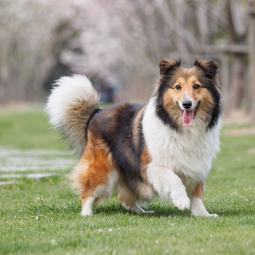 purebred shetland sheepdog outdoors in the nature on grass meadow on a spring sunny day