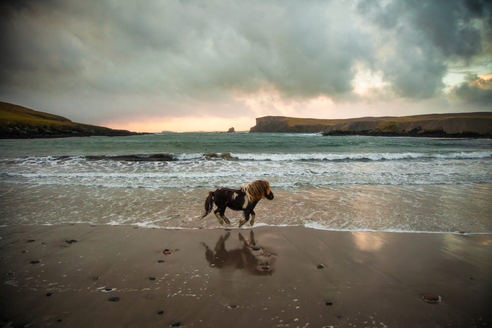 Shetland pony running along beach, Shetland Islands, Scotland, UK