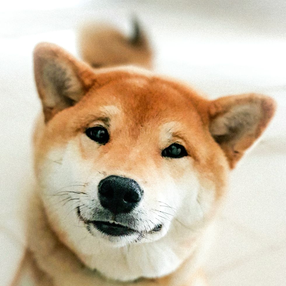 dogs that can be left alone shiba inu