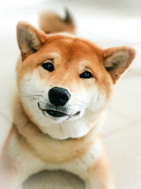 dogs that can be left alone shiba inu