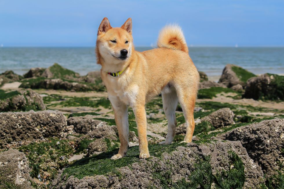 Shiba Inu dog standing on seashore