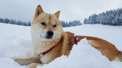 Shiba Inu Dog In Snow Outdoors Nature