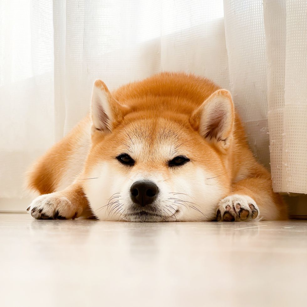 shibainu dog
