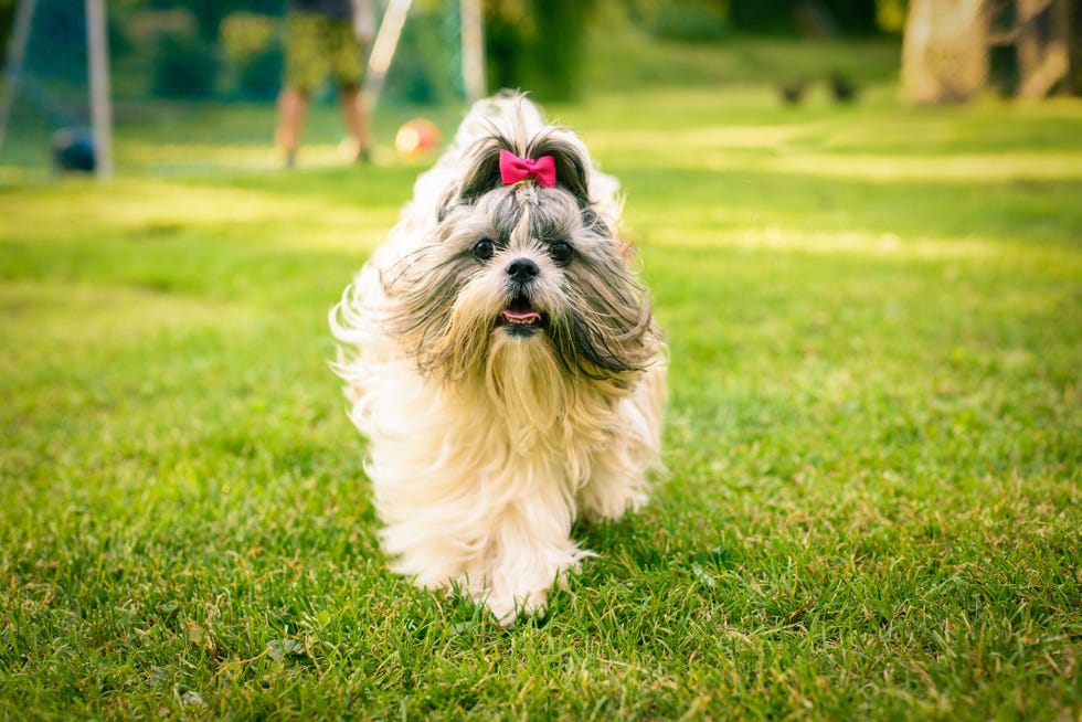 Shih Tzu Dog Outdoors Grass Pink Bow