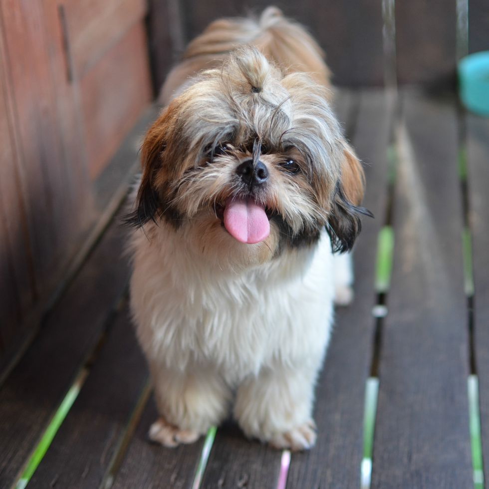 shih tzu dog smilling