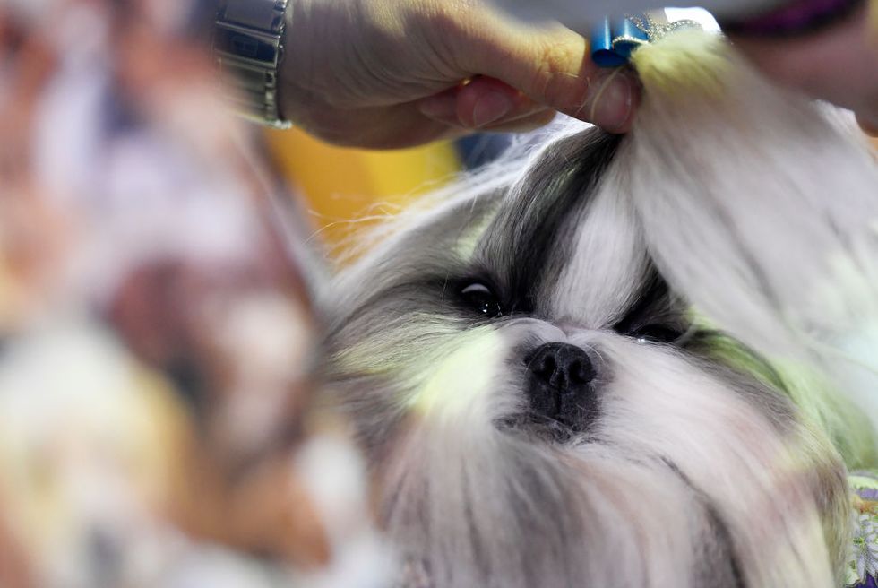 Westminster Kennel Club Hosts Its Annual Dog Show In New York