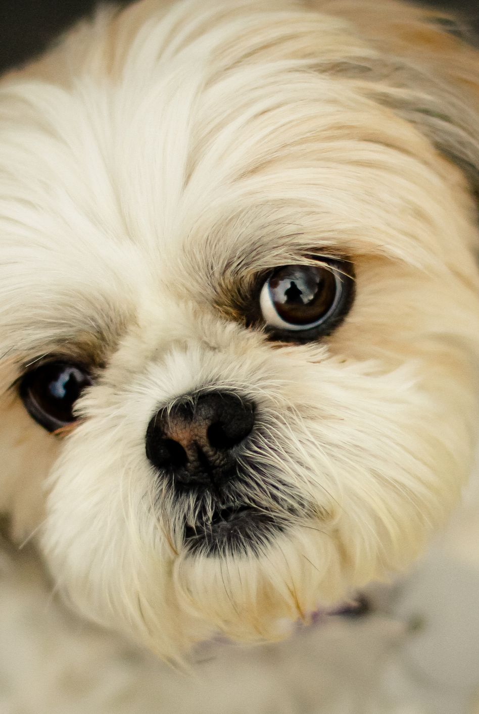 cutest dog breeds shih tzu