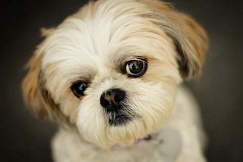 cutest dog breeds shih tzu
