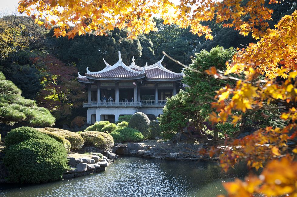 shinjuku gyo en park in autumn, tokyo
