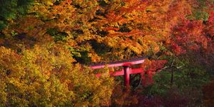 紅葉, Autumn leaves