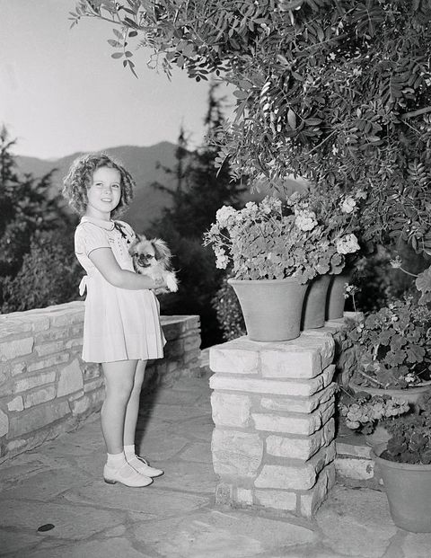shirley temple holding a dog