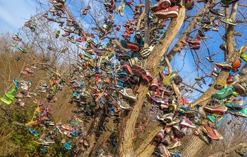 Shoe tree in Terre Haute