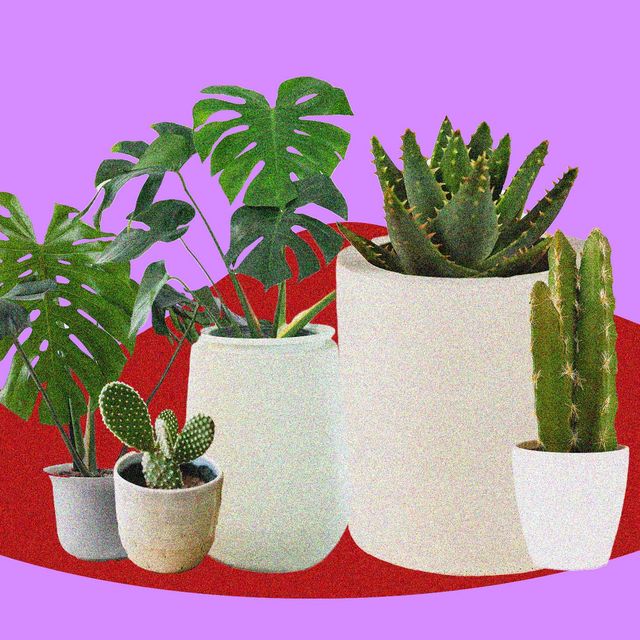 collection of potted plants
