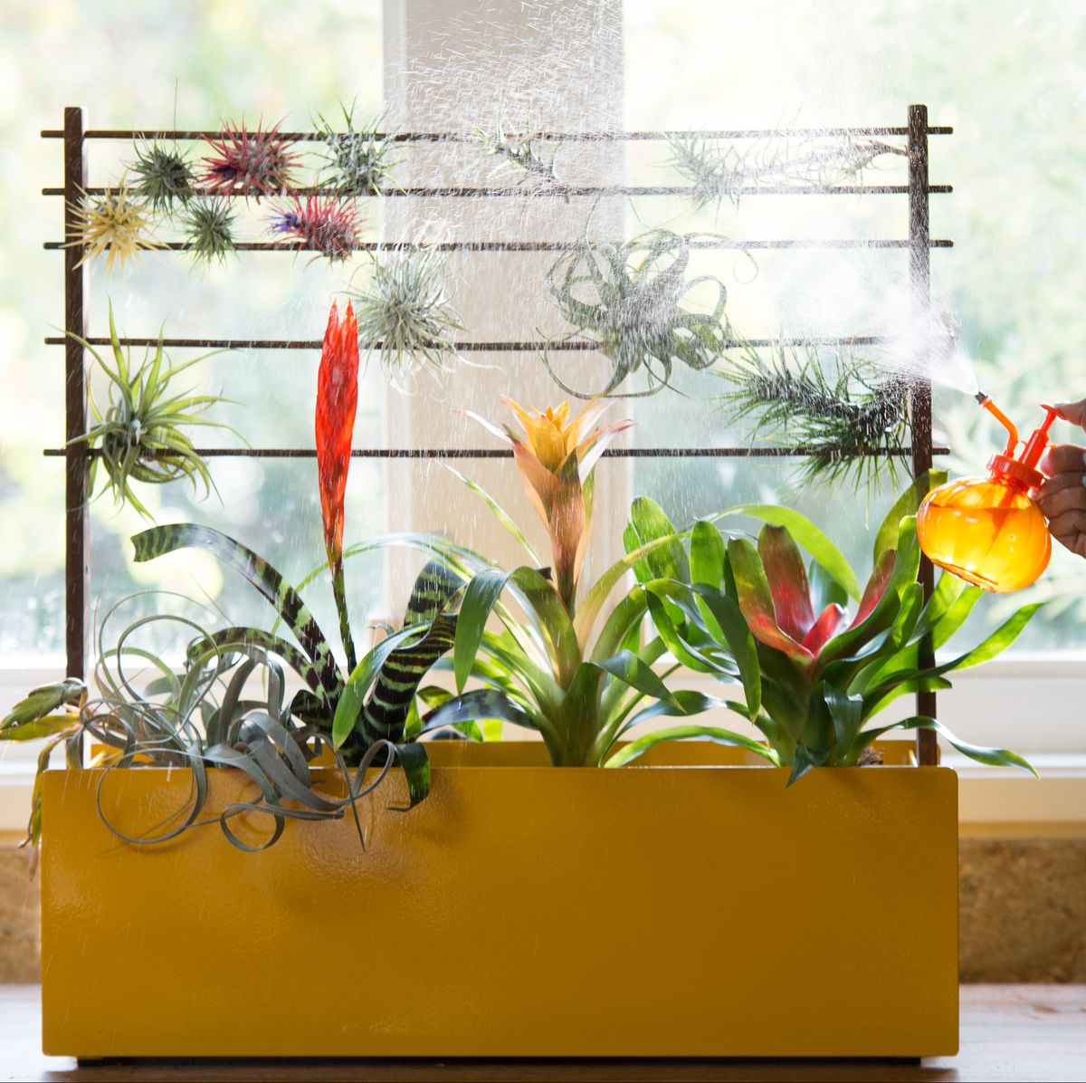 Plant Positivity: 8 Ways to Enrich Your Home With Plants