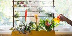Plant Positivity: 8 Ways to Enrich Your Home With Plants
