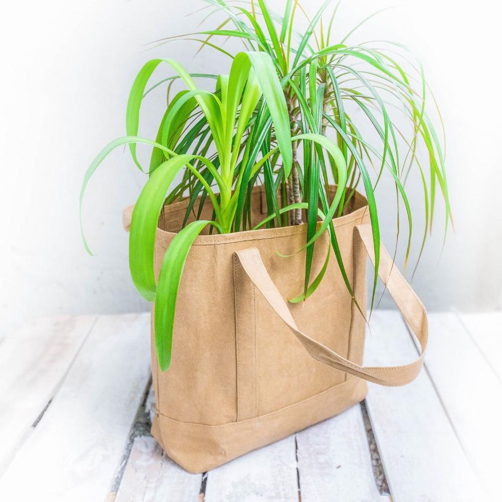 Flowerpot, Houseplant, Plant, Grass, Grass family, Bag, Flower, Herb, Nepenthes, Chives, 