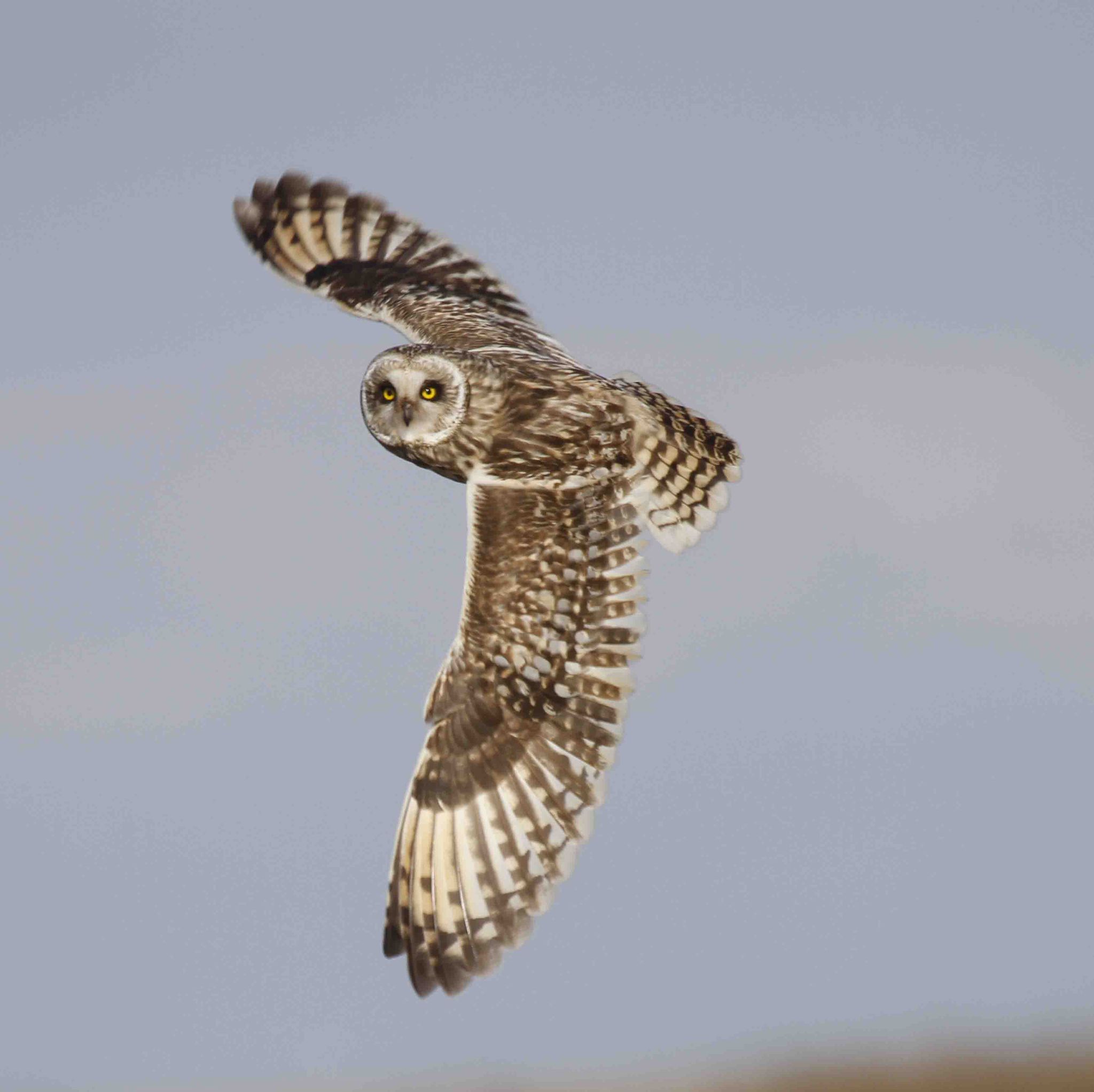 short eared owl, in flight, showing full wingspan