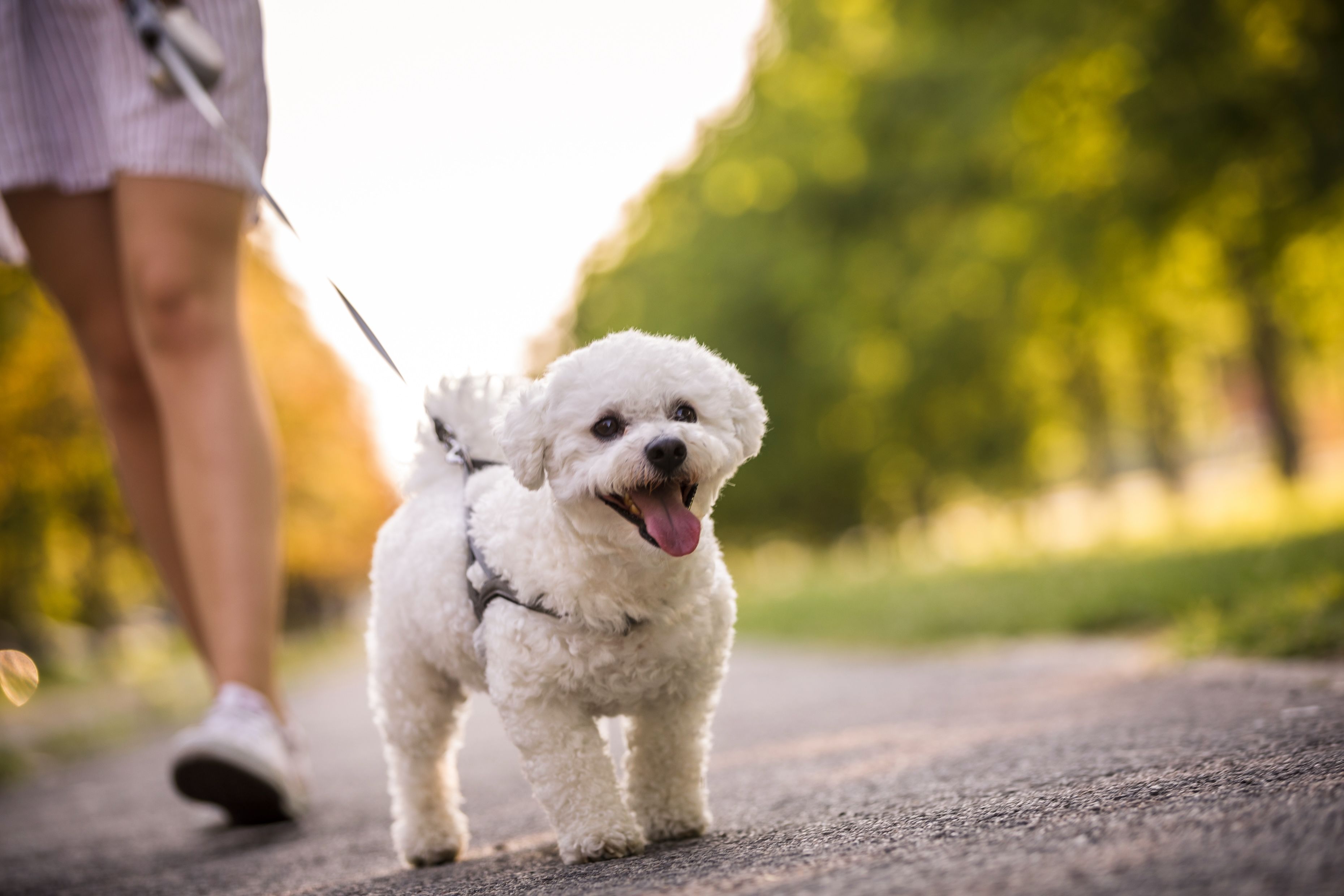 miniature short haired dogs