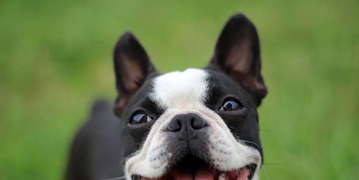 Short Haired Dogs Boston Terrier 1563206936 ?crop=1.00xw 0.753xh;0,0.132xh&resize=1200 *