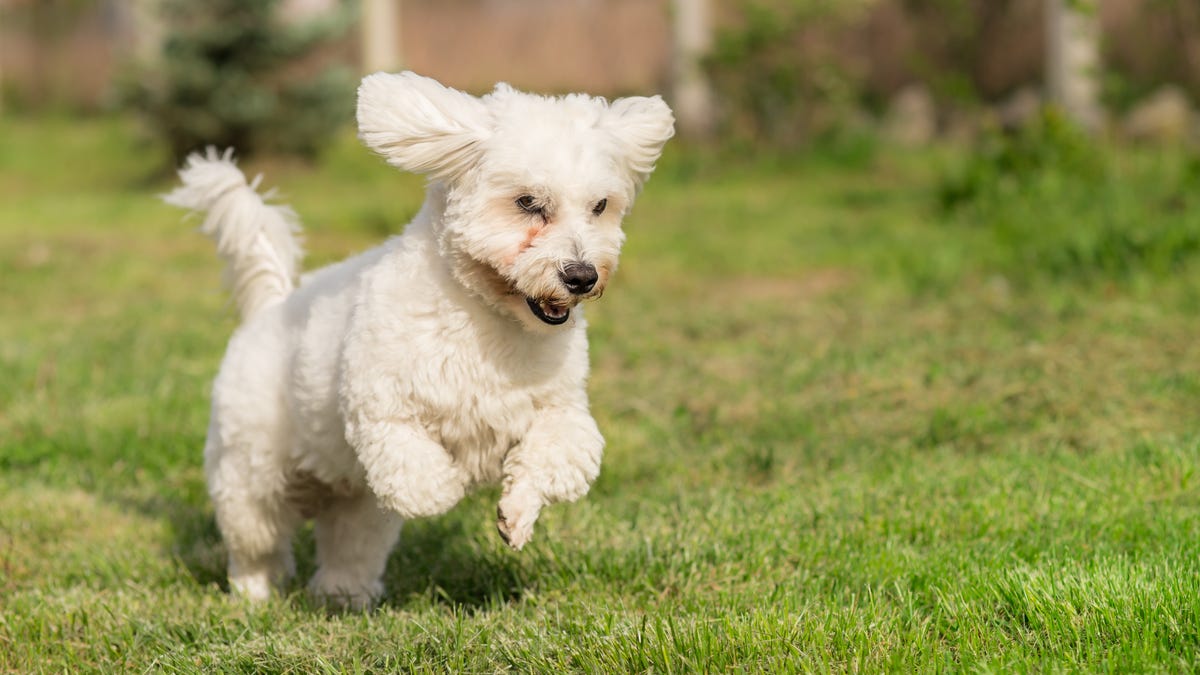 Собачка ден. Хлопковый тулеар. Short haired Dog Cropped Tail. Short haired, Dog Diving Cropped Tail.