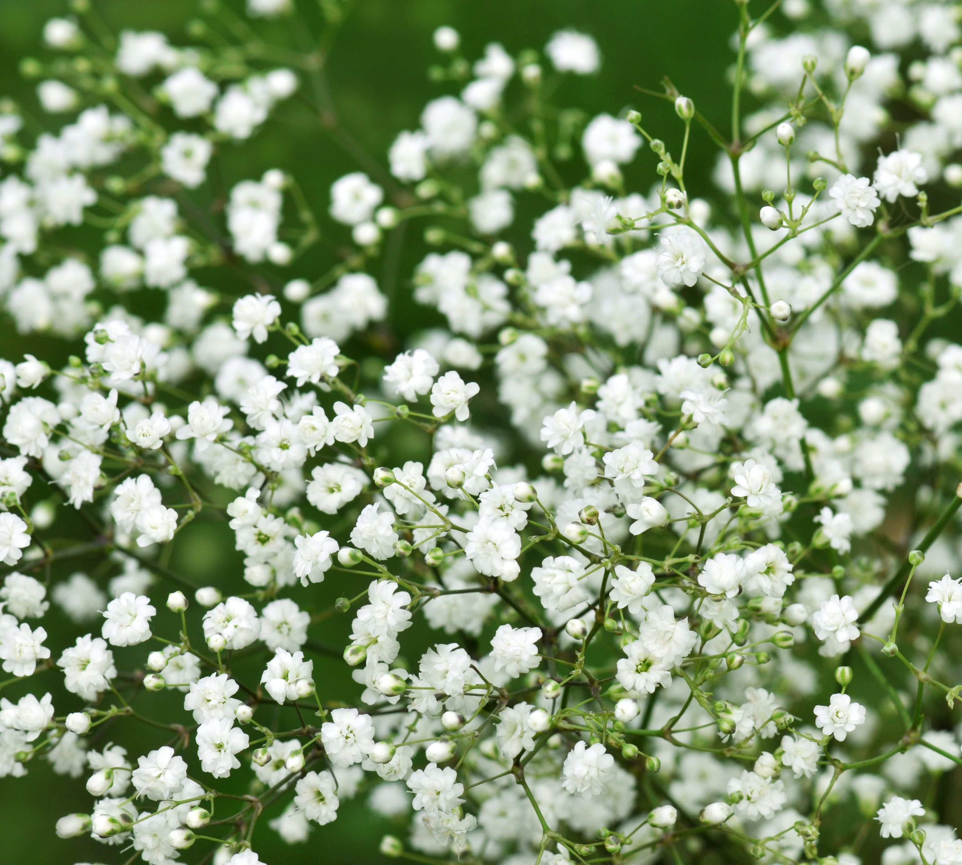 White store Flowers