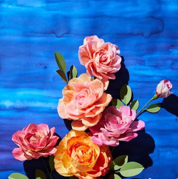 Garden roses, Flower, Rose, Blue, Pink, Floribunda, Rose family, Still life, Rosa × centifolia, Watercolor paint, 