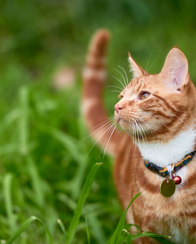 should your cats wear bells on their collars
