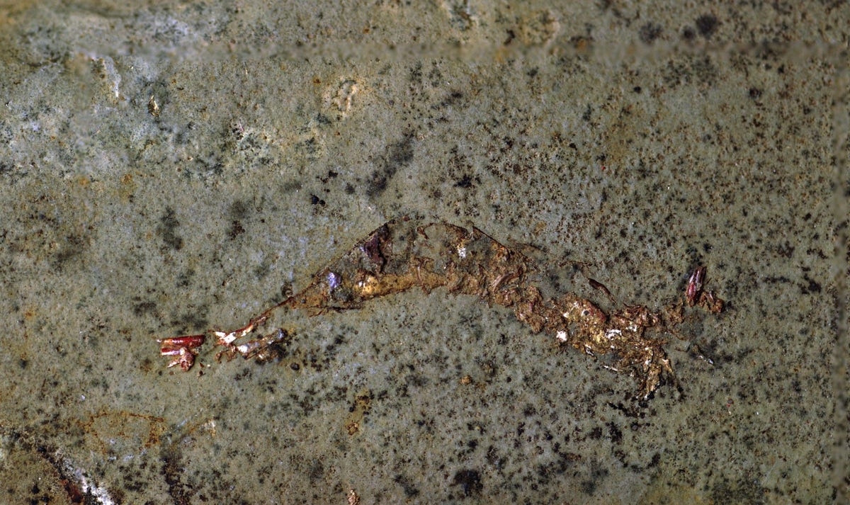 Een van de drie gefossiliseerde garnalen die bewaard bleven in een zeer oude schelp