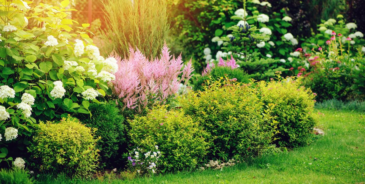 mixed border in summer garden with yellow spirea japonica, pink astilbe, hydrangea planting together shrubs and flowers