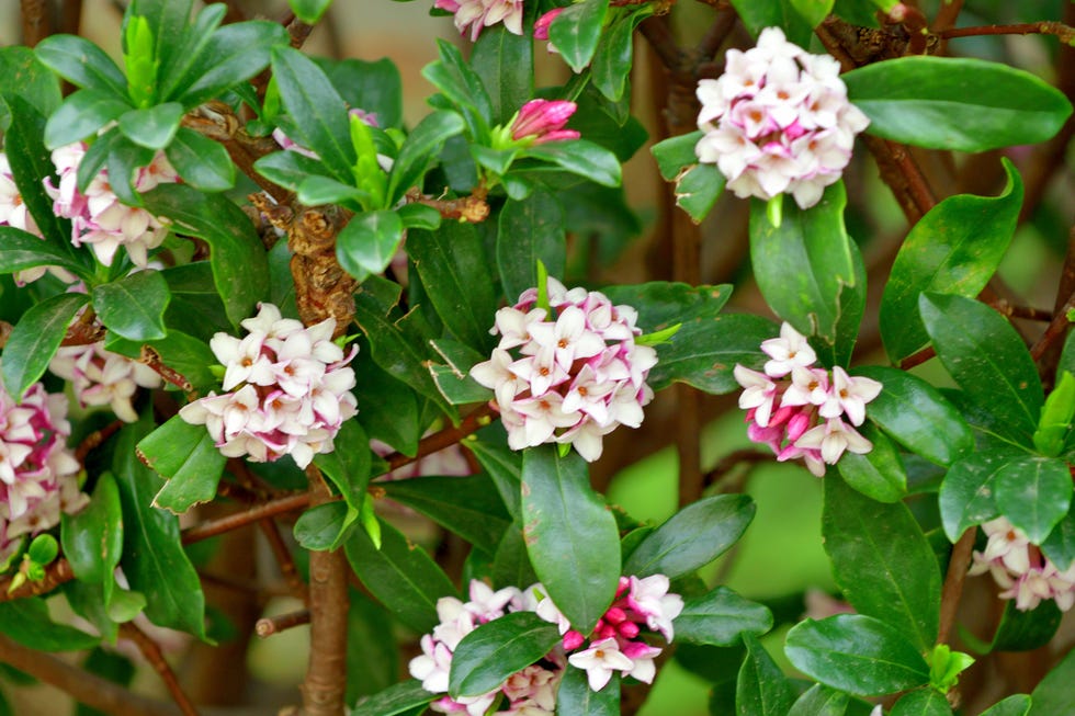 Daphne odona shrub popular for strong fragrance and evergreen foliage