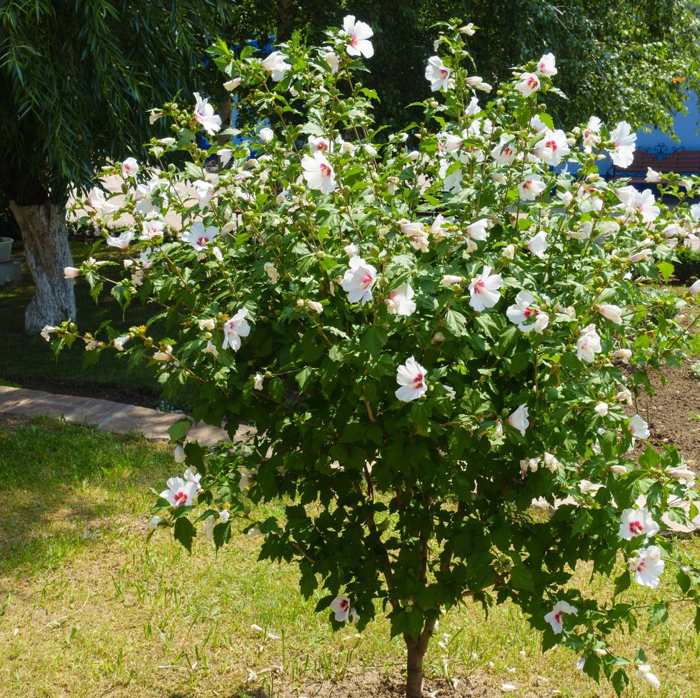 shrub of white crimsoneyed hibiscus syriacus in bloom in august