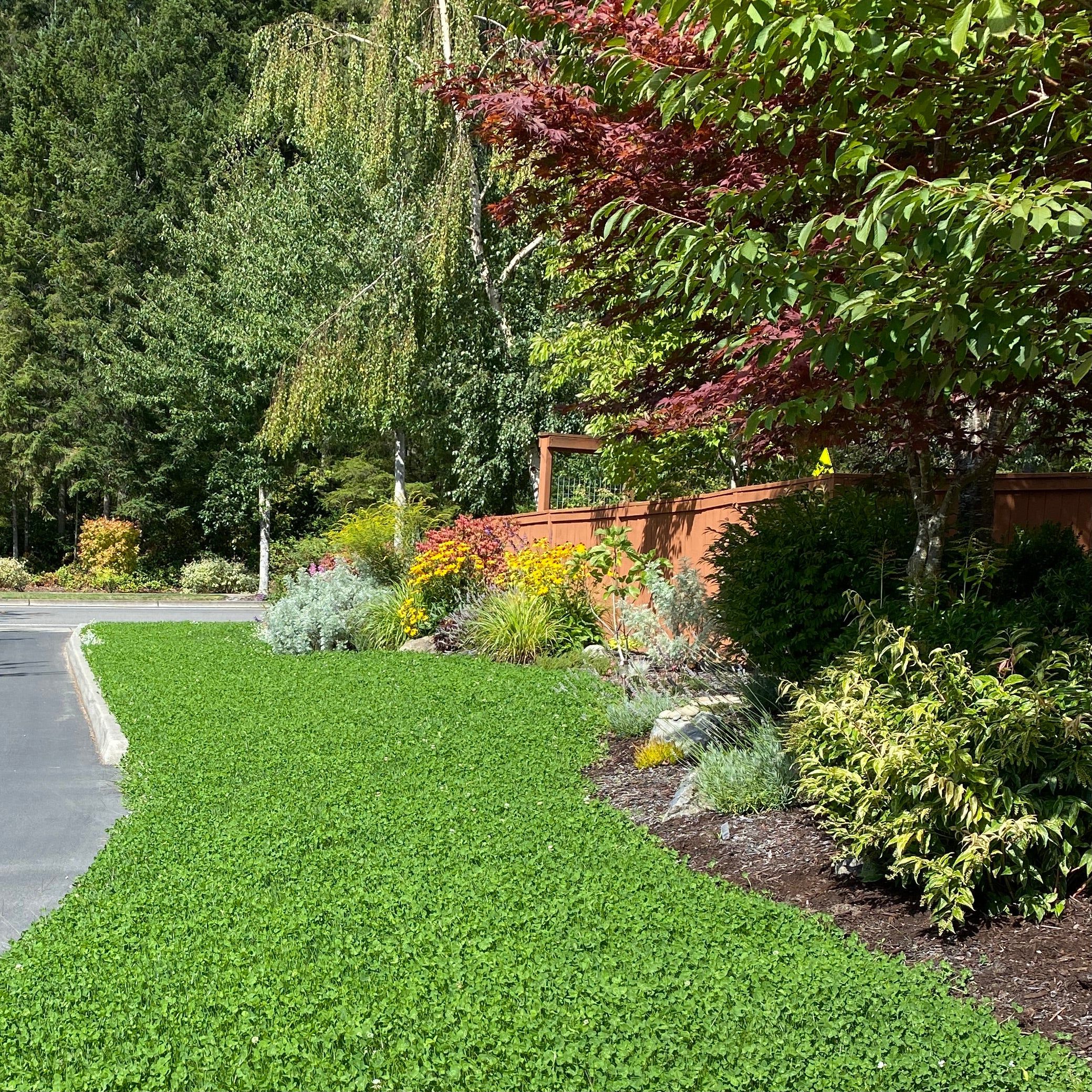 White Clover Lawn