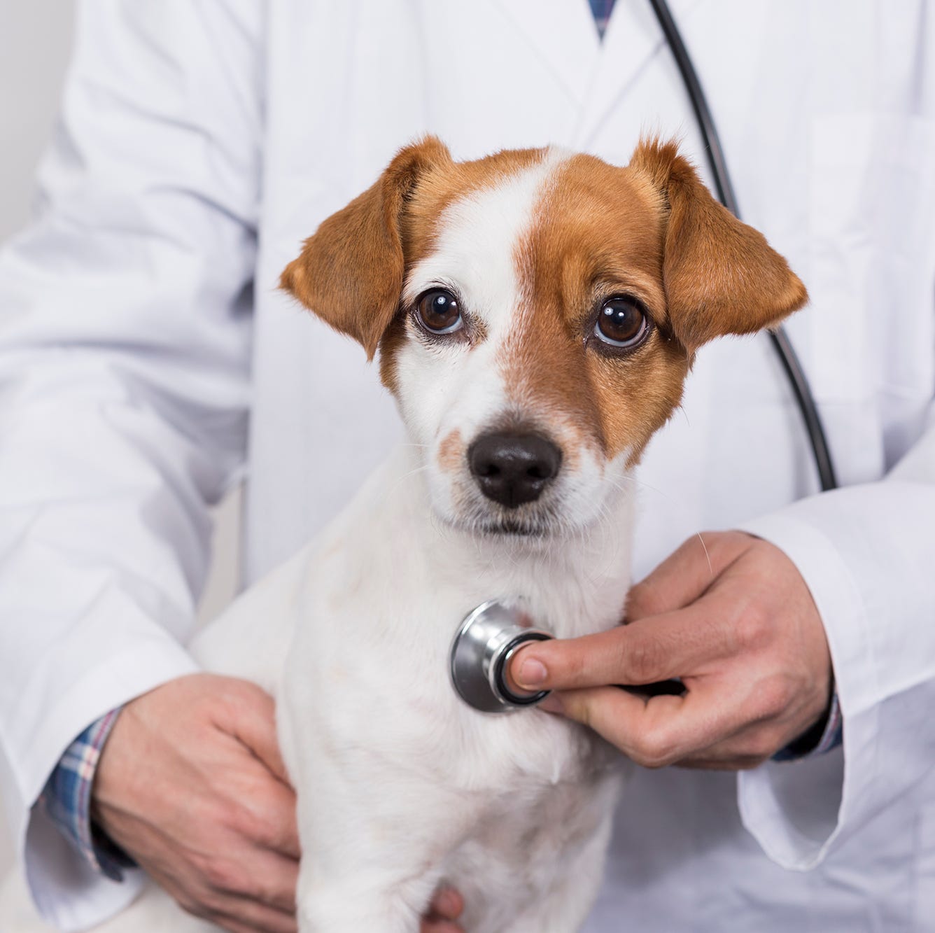We asked a vet to answer all our pet food questions We Asked A Vet To Answer All Our Pet Food Questions