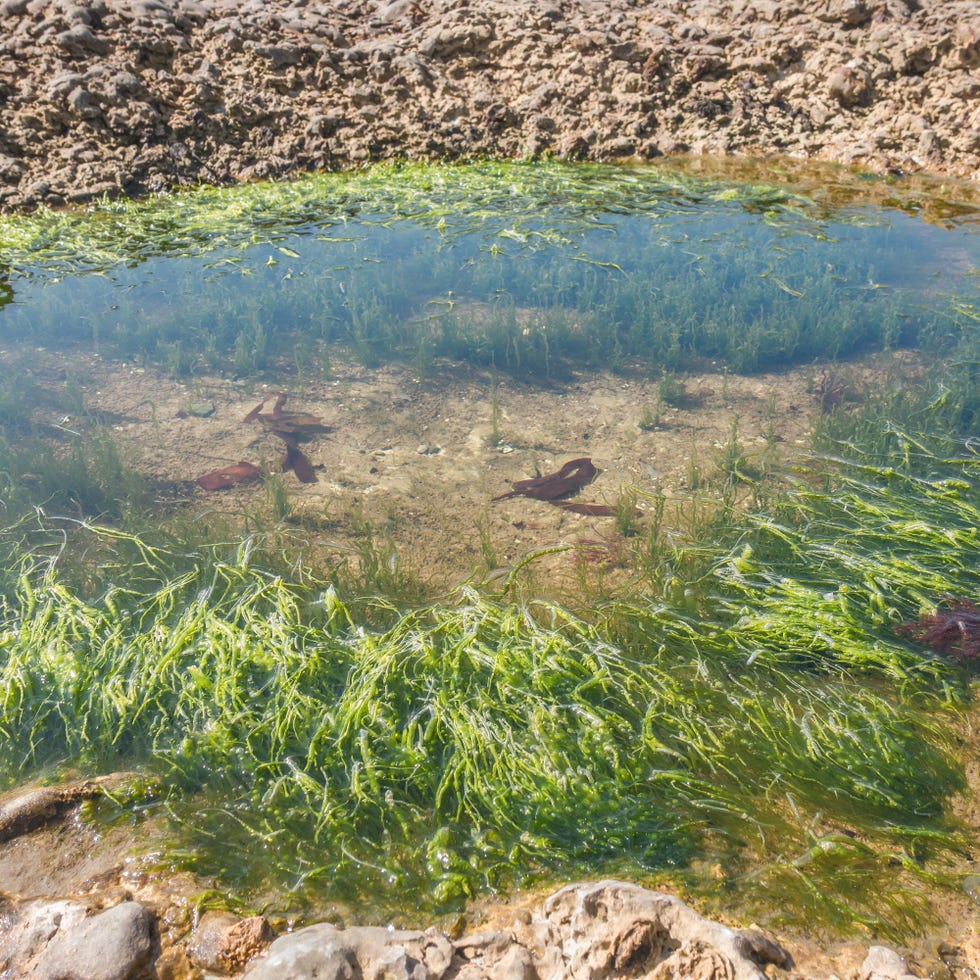rock pools, catcraig