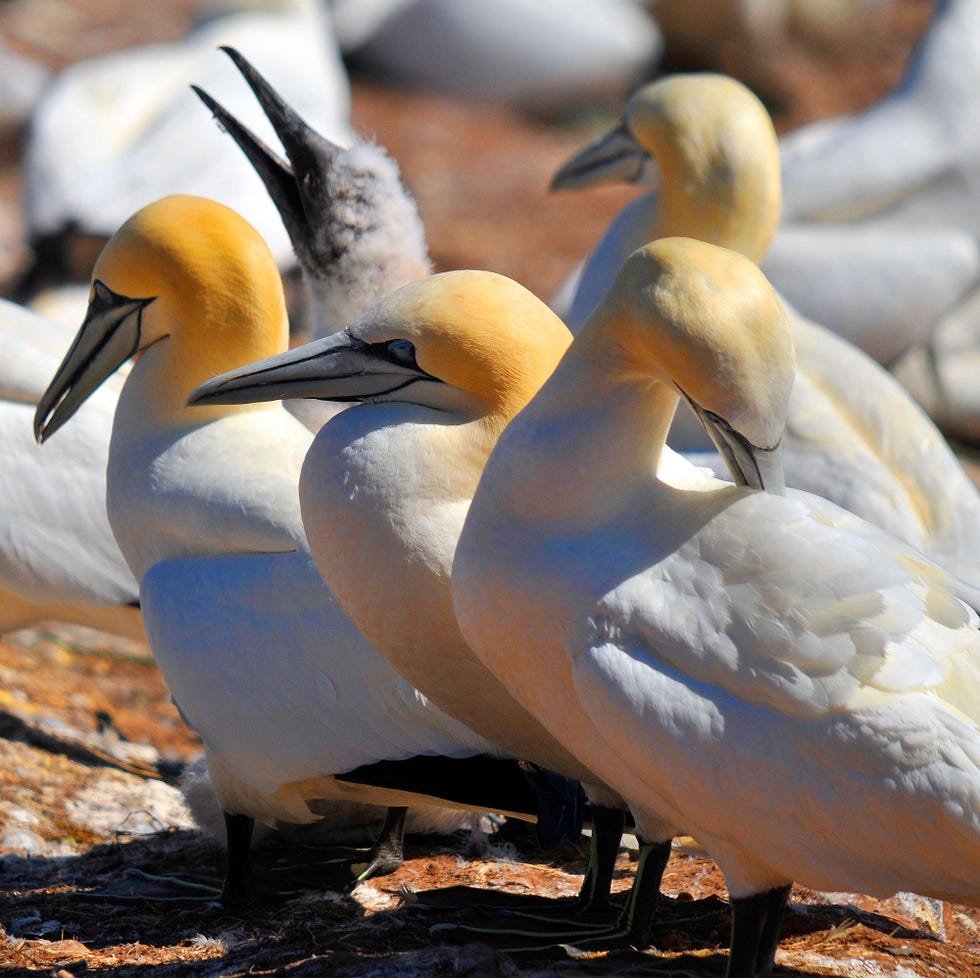 gannet colony, bass rock