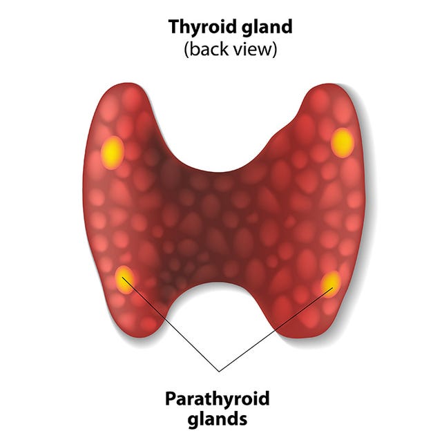 7 Hormones Every Woman Needs To Understand | Prevention