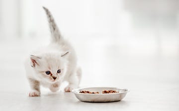 la alimentación en los gatitos
