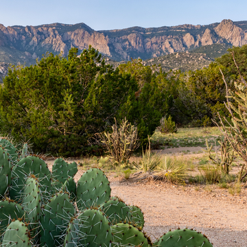 prickly pear cacti in the foothills of the sandia mountains, elena gallegos open space, albuquerque, new mexico shutterstock id 2206690689 purchaseorder job client other