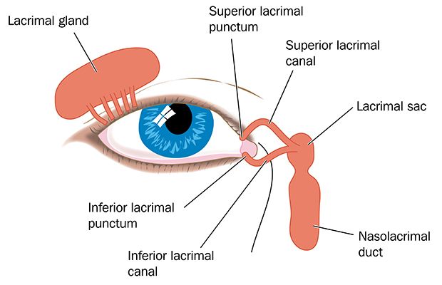 Curious facts about tears  Institut Català de Retina