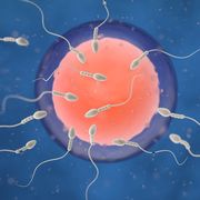 Sperm swimming to an egg