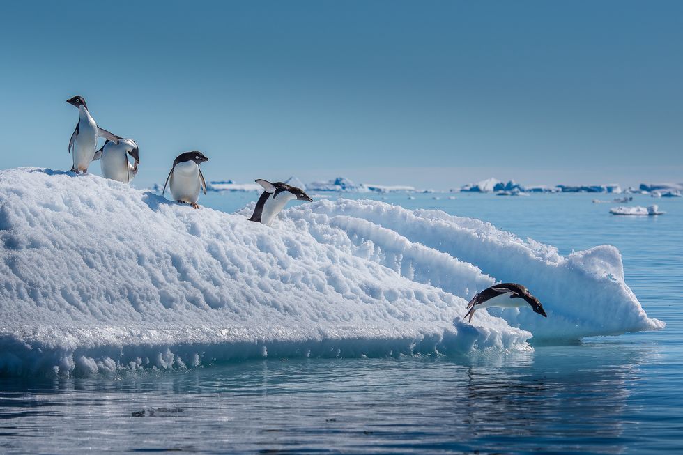 discover antarctica on country living's exclusive holiday in 2022