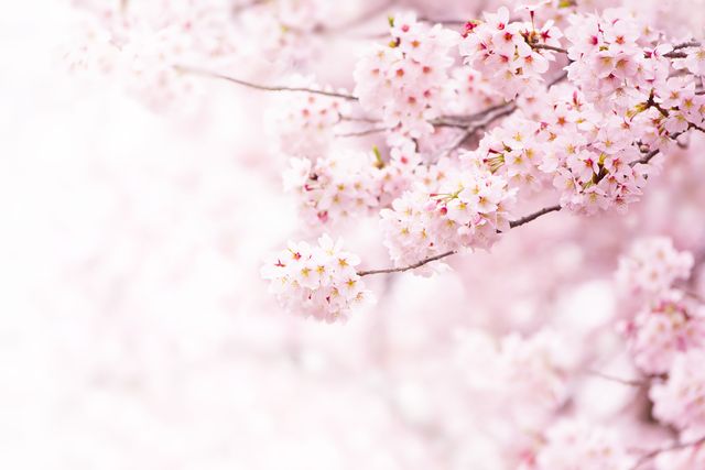 Flower, Blossom, Cherry blossom, Spring, Pink, Plant, Branch, Twig, Tree, Stock photography, 