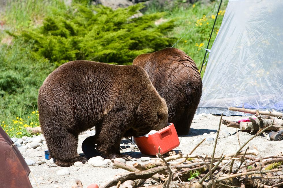 Grizzly bear, Bear, Terrestrial animal, Adaptation, Brown bear, Wildlife, Zoo, 