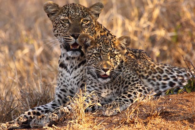 Leopards in Tanzania